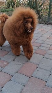 Хлопчик карликовий пудель