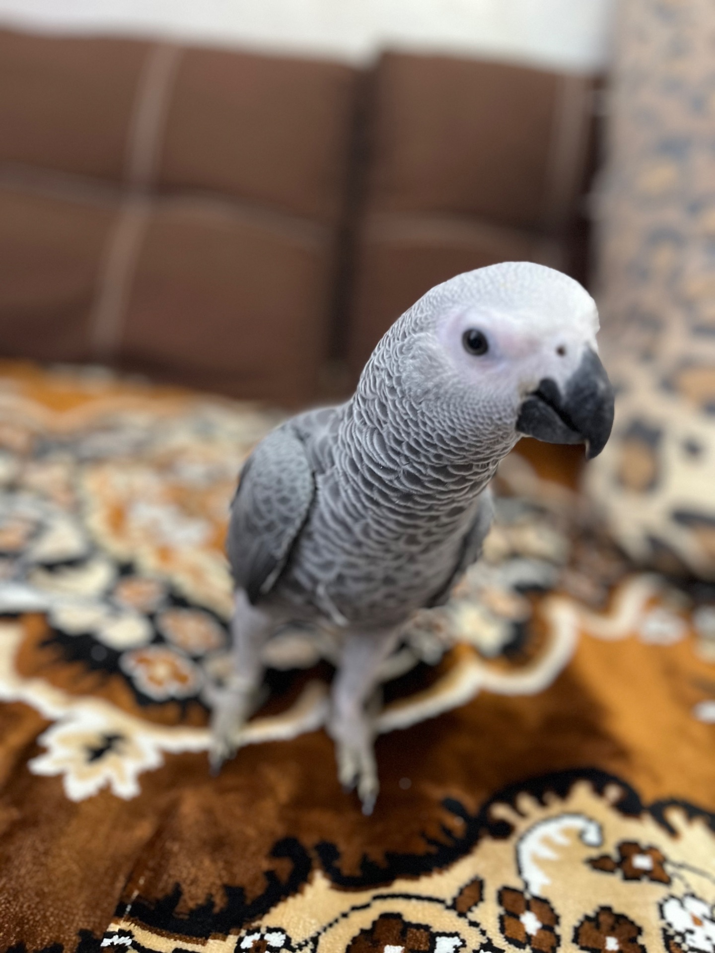 Жако хлопчик молодий 2 місяці