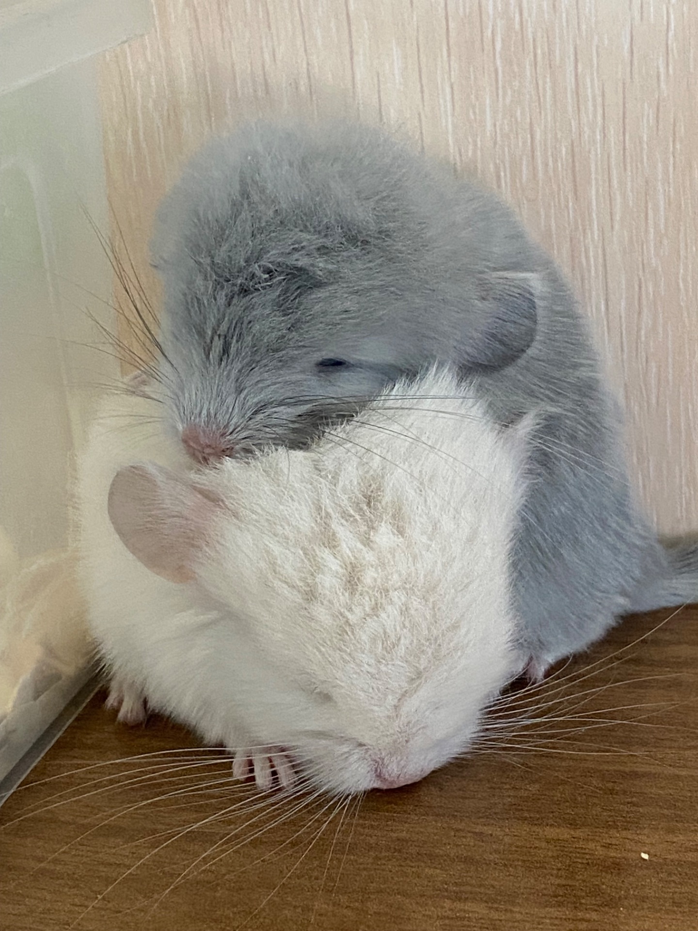 Шиншиллы малыши