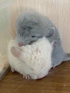 Шиншиллы малыши