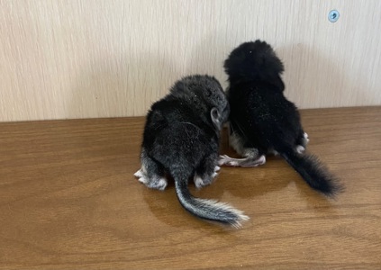 Шиншиллы малыши