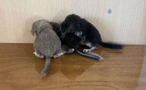 Шиншиллы малыши