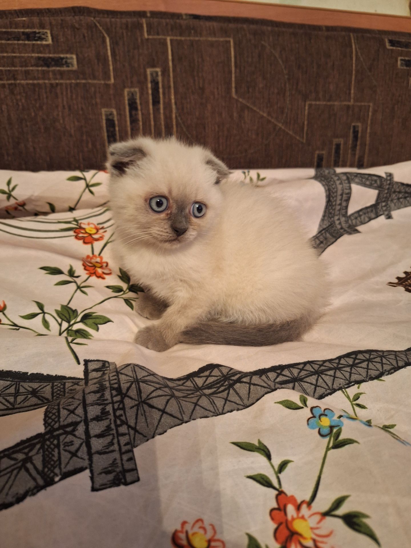 Кошечка шотландская вислоухая