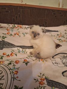 Кошечка шотландская вислоухая