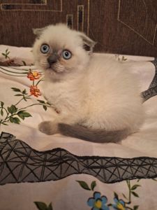 Кошечка шотландская вислоухая
