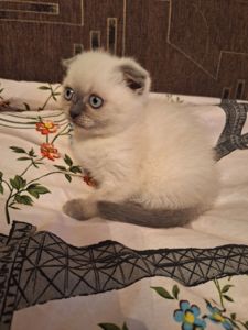 Кошечка шотландская вислоухая