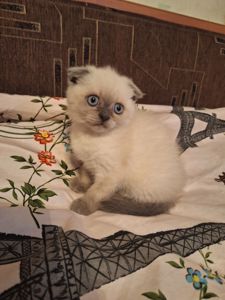 Кошечка шотландская вислоухая