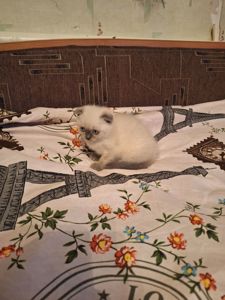 Кошечка шотландская вислоухая