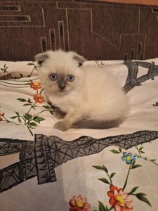 Кошечка шотландская вислоухая