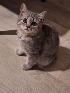 Котик табби голубое золото