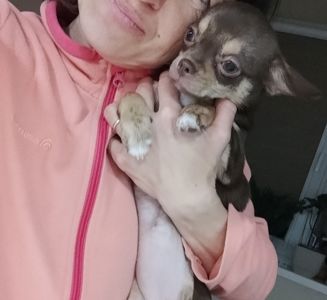 Цуценя чихуа дівчинка 4 міс