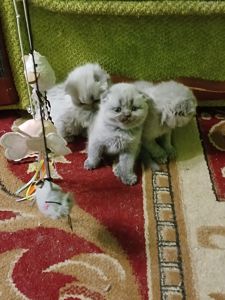 Котята ПРЕМИУМ КЛАССА