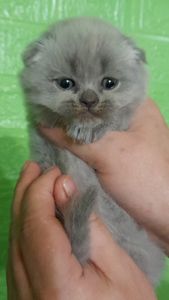 Котята ПРЕМИУМ КЛАССА