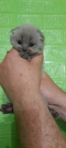 Котята ПРЕМИУМ КЛАССА