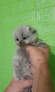 Котята ПРЕМИУМ КЛАССА
