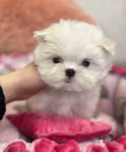 4 хлопчика