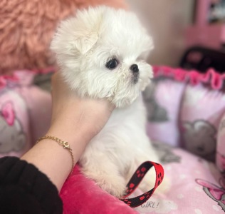 4 хлопчика