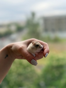 Джунгарські хомʼяки