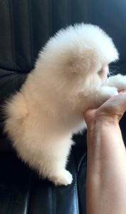 милые медвежата