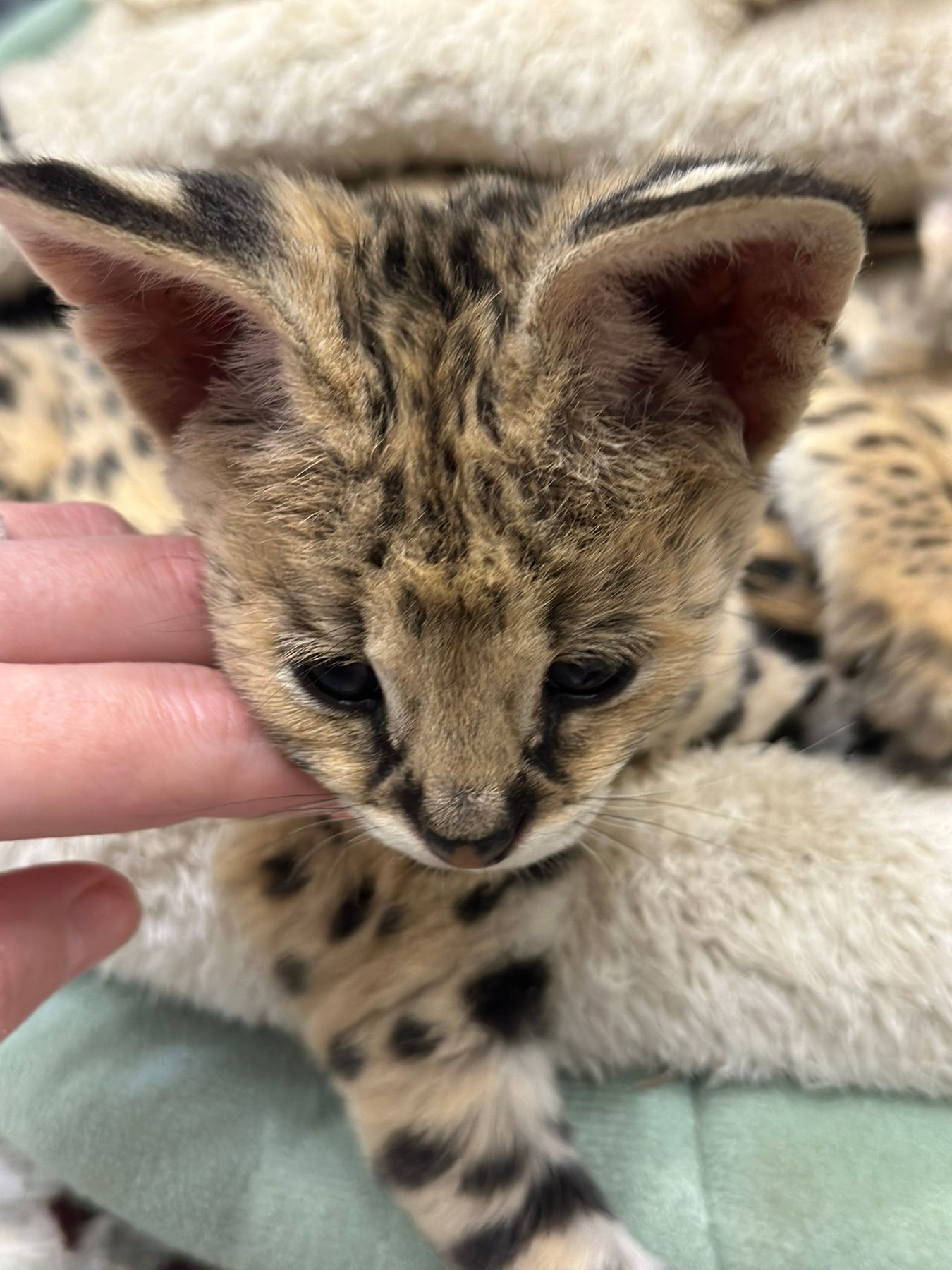 Кошенята Саванна, ручні кошенята, лагідні екзотичні котики