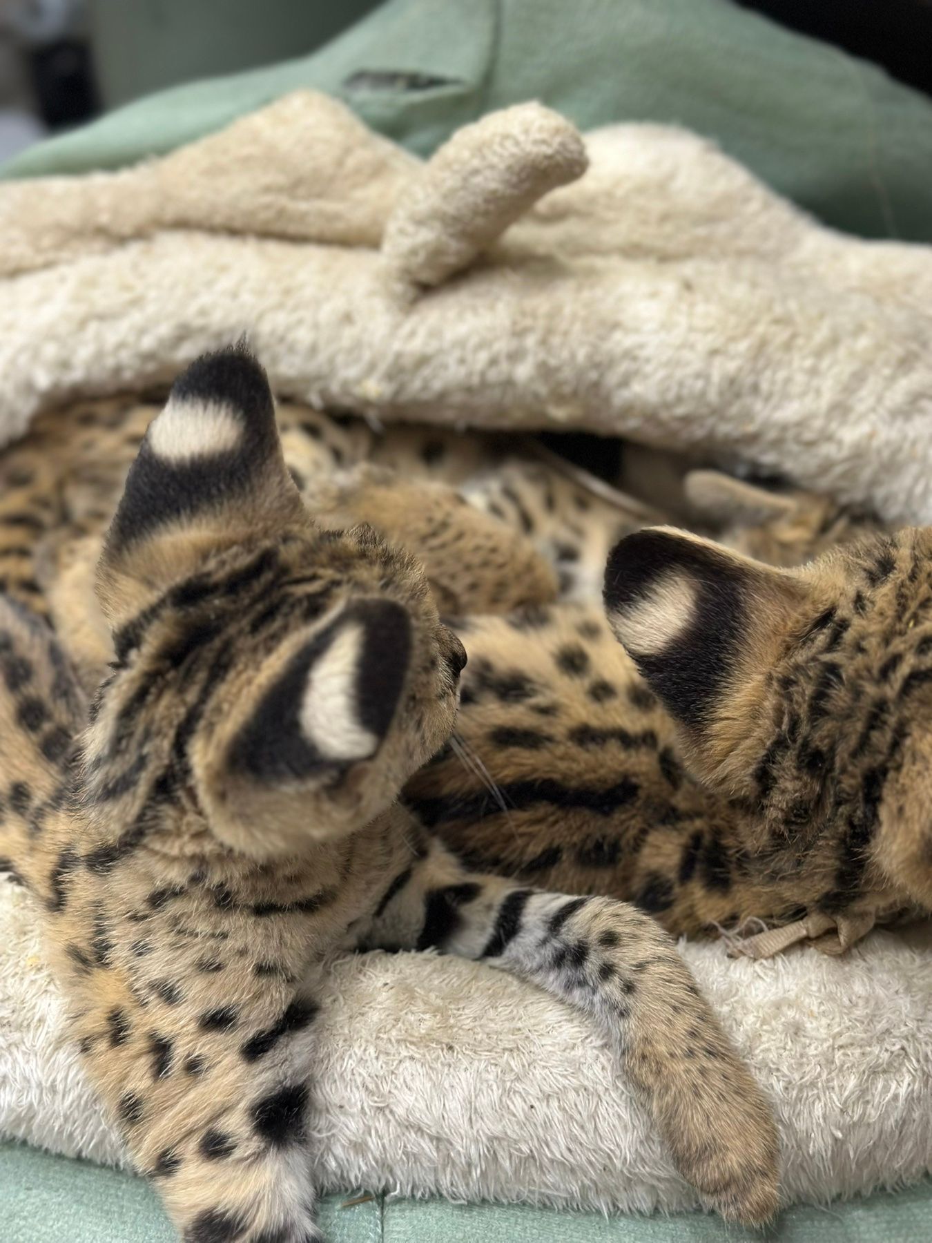 Кошенята Саванна, ручні кошенята, лагідні екзотичні котики