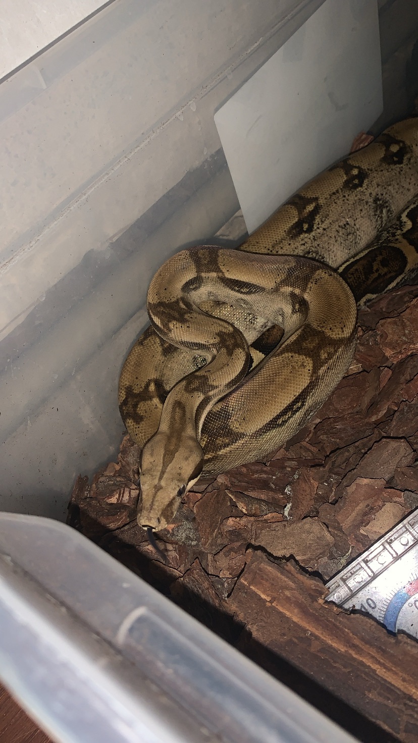 Императорский удав, морфы Boa constrictor imperator motley