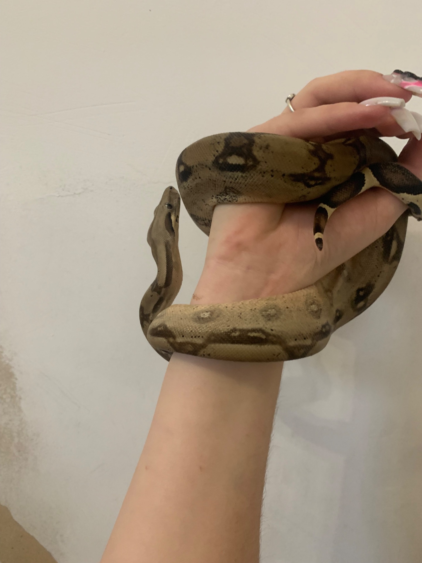 Императорский удав, морфы Boa constrictor imperator motley
