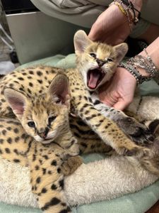 Кошенята Саванна, ручні кошенята, лагідні екзотичні котики
