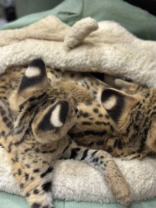 Кошенята Саванна, ручні кошенята, лагідні екзотичні котики