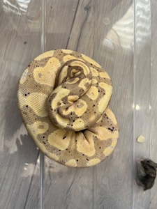 Королівський пітон Banana самець