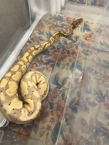 Королівський пітон Banana самець