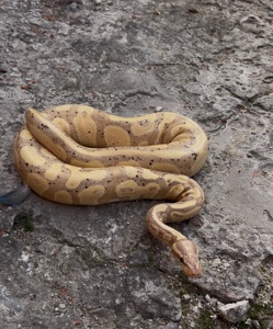 Королівський пітон Banana самець