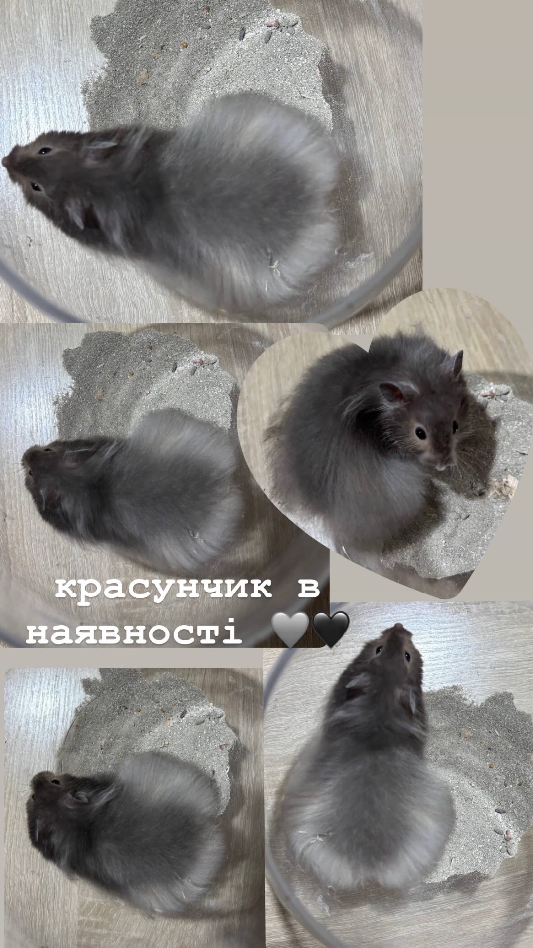 Сирійський Ангорський хомʼяк Нереальний Єдиний Красень