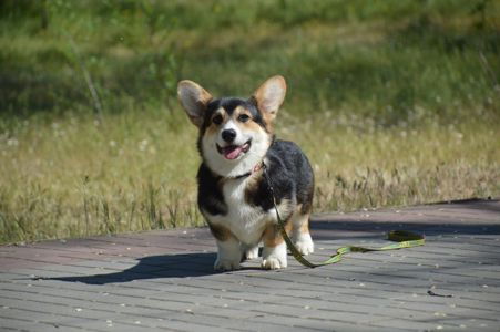 Мрія коргі