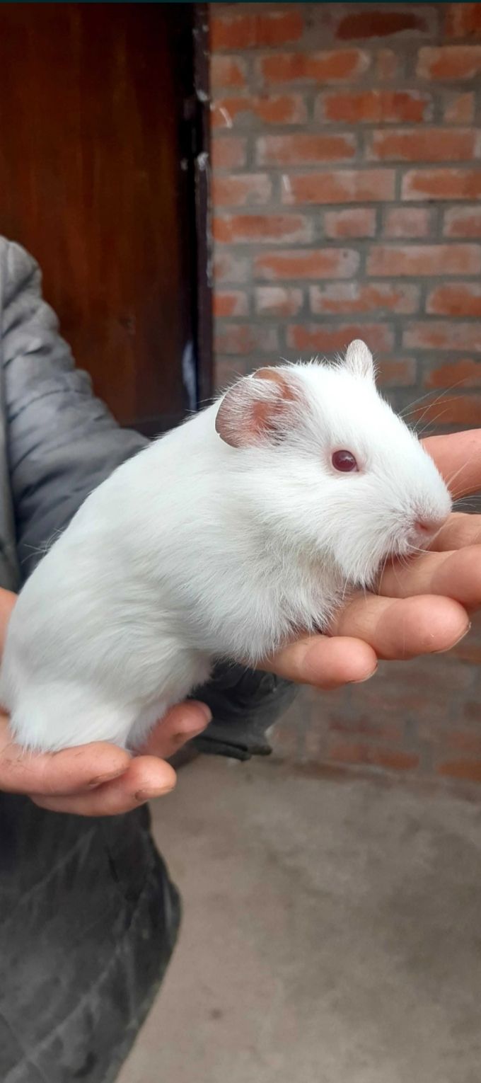 Продам морську свинку вік 1місяць