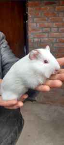Продам морську свинку вік 1місяць