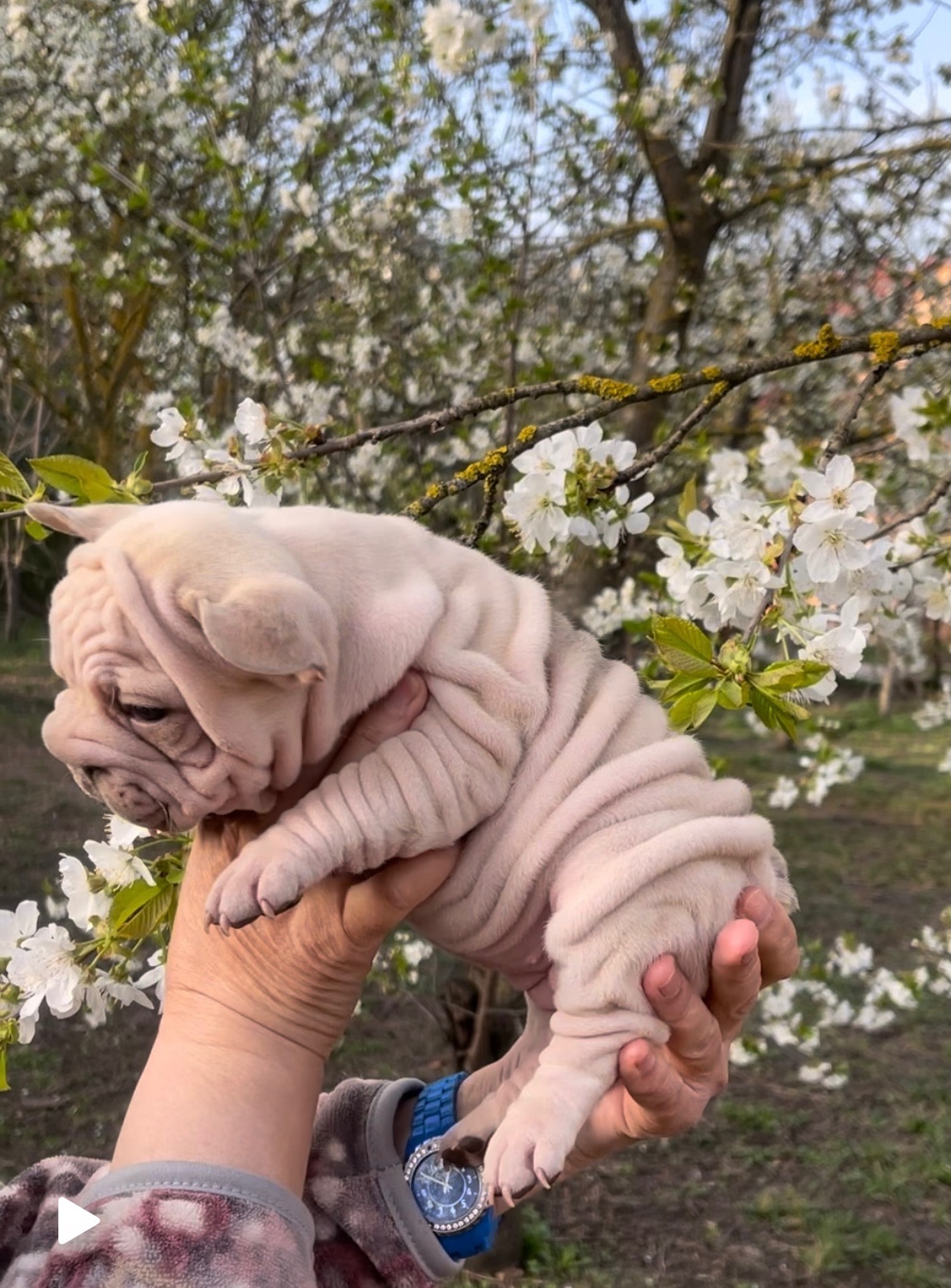 Дівчинка французького бульдога