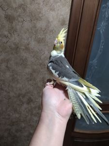 Корела