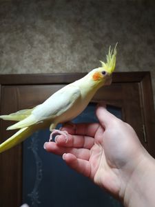 Корела