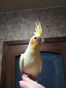 Корела