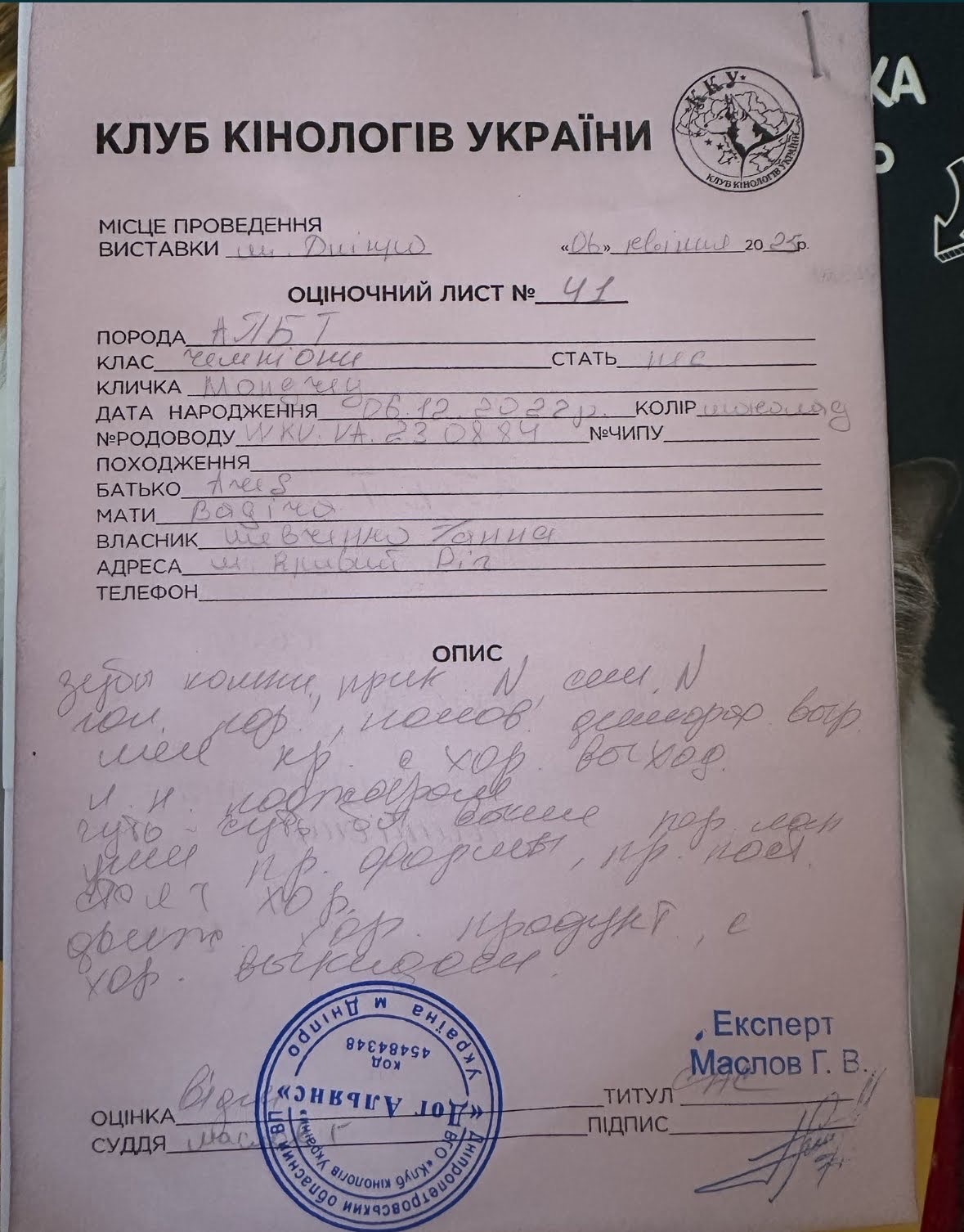 Вязка. Клубный кобель Американского питбультерьера