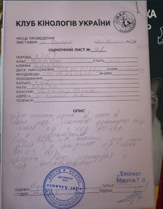 Вязка. Клубный кобель Американского питбультерьера