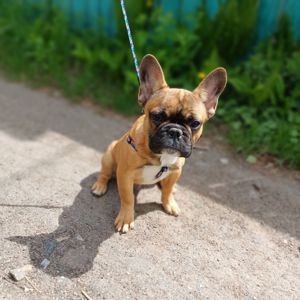 Хлопчик Французький бульдог м. Чернігів