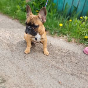 Хлопчик Французький бульдог м. Чернігів