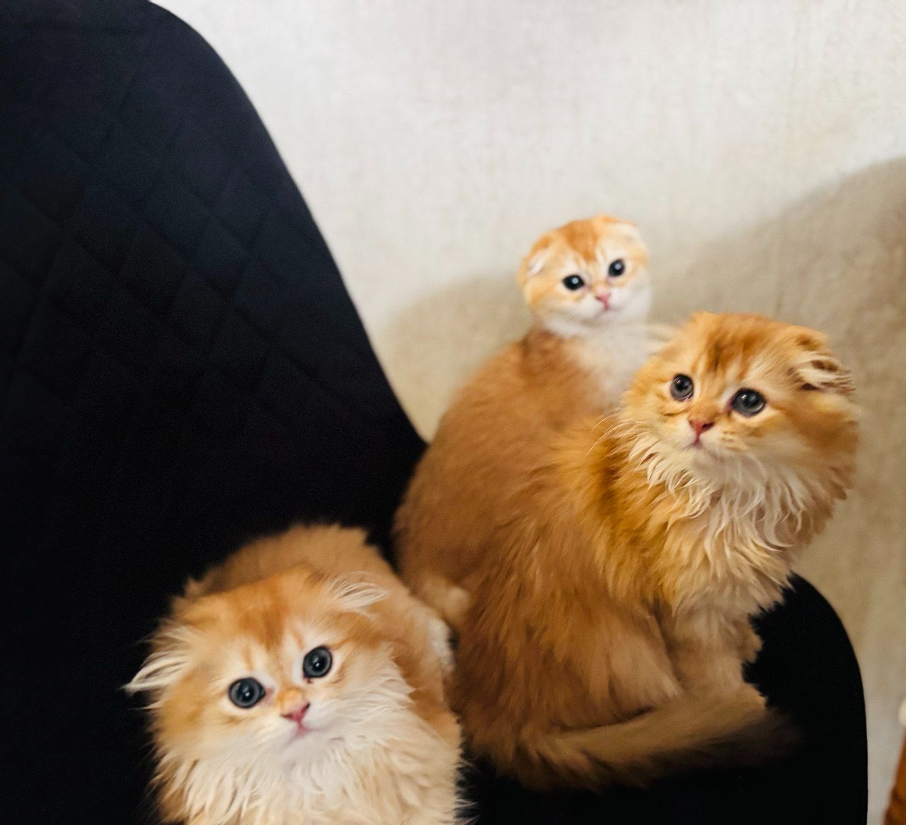 Кошенята шотландська "Золота шиншилла"