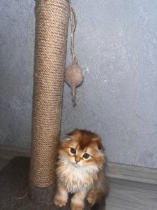 Кошенята шотландська "Золота шиншилла"