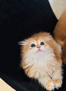 Кошенята шотландська "Золота шиншилла"