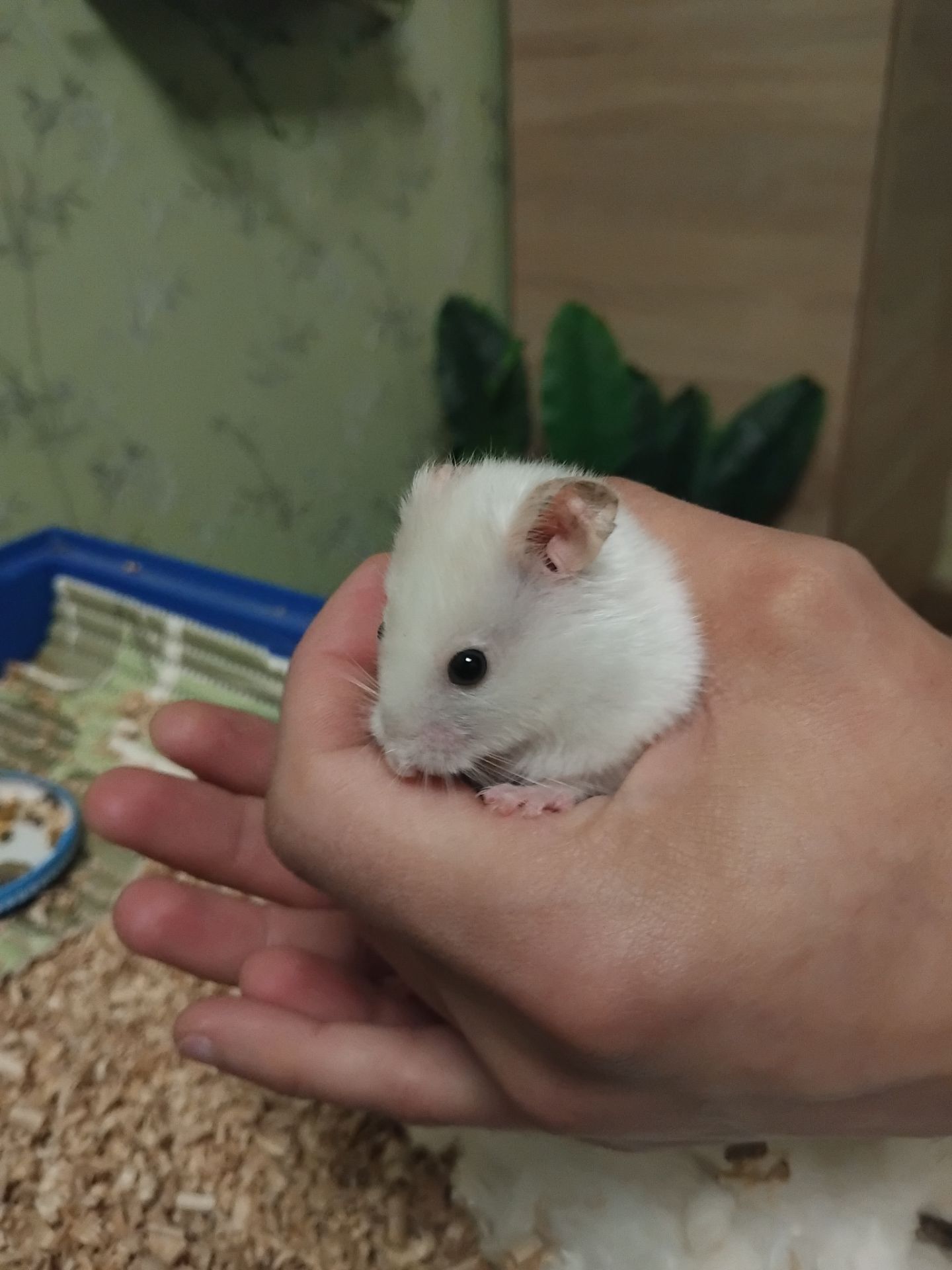 Сирійський хом'як