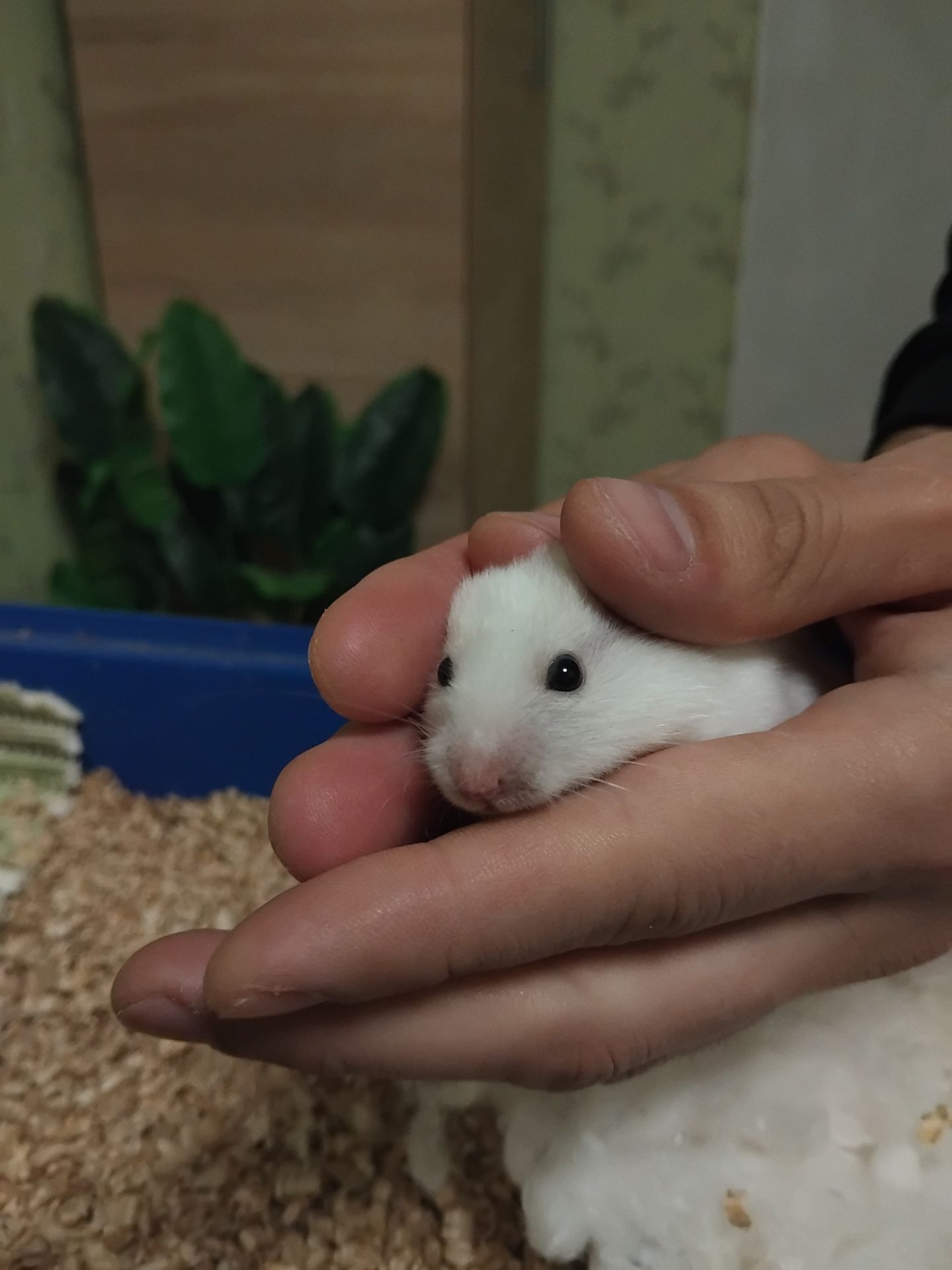 Сирійський хом'як