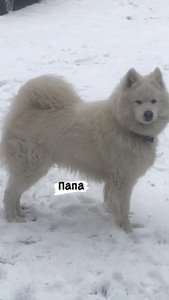 Цуценята. ( самоїдська лайка)